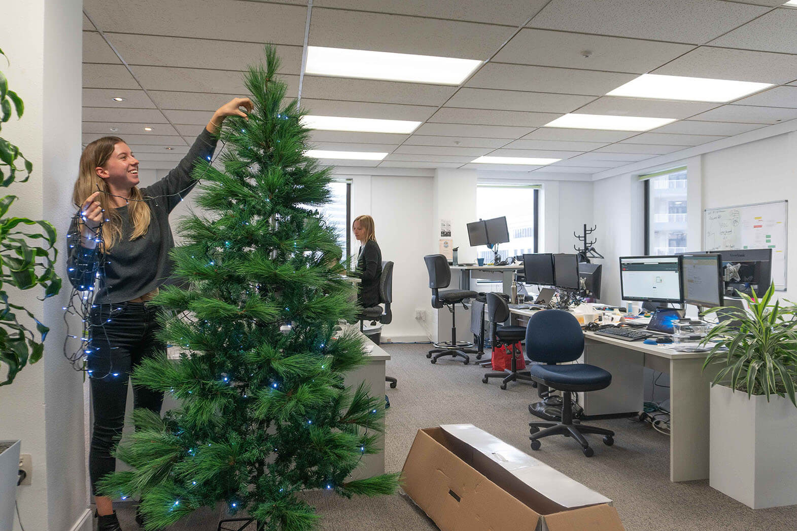 news - A Wellington consultant reaching up to decorate a christmas tree in a Information Leadership office